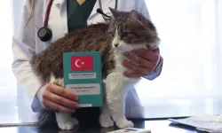 Evcil hayvan sahipleri dikkat! 31 Aralık’a kadar yaptırmayan yandı…