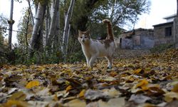Bitlis'in doğal güzellikleri sonbahar renklerine büründü