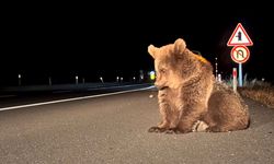 Kars'ta bitkin bulunan bozayı yavrusu tedavi altına alındı