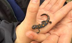 Van’da nadir görülen hayvan türüne rastlandı!