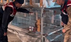 Van’da bir şahıs evinde nesli koruma altında olan Kızıl Şahin'i besledi!