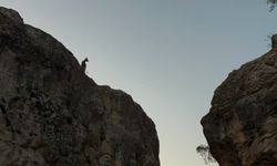 Tunceli'de koruma altındaki dağ keçileri görüntülendi