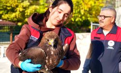 Tunceli'de yaralı halde bulunan kartal, tedavi altına alındı