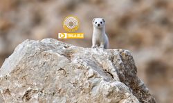 Van’da nadir görülen sevimli avcı, görenleri mest etti