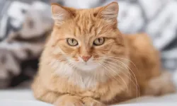 Dünyada bir ilk: Kediye ev hapis cezası verildi!