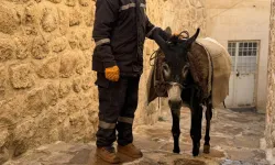 'Kadrolu' eşekleri emekli edecek proje hayata geçiyor