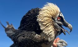 Van'da tedavi edilen yırtıcı kuşlar doğal yaşam alanına bırakılıyor!