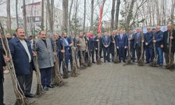 Adilcevaz’da 12 bin aşılı ceviz fidanı dağıtıldı