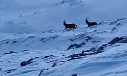Van’da nesli koruma altındaki dağ keçileri görüntülendi
