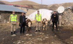 Çalınan 2 büyükbaş hayvan bulundu