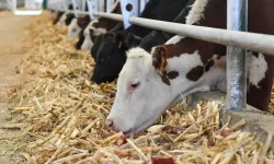 Van’a 300 milyon TL dev yatırım!