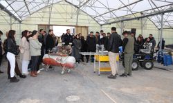 Van YYÜ öğrencileri, Edremit Belediyesi serasını ziyaret etti