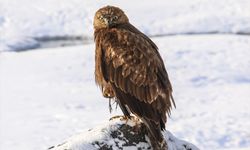 Van’da ilk kez görüldü: Gören dönüp bir daha baktı!