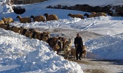 Zorlu kış şartlarında Vanlı besicilerin mesaisi!