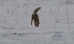 Van’da tilkinin fare avından dikkat çeken kareler!