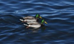 Van Gölü’nün yeni misafirleri ilk kez görücüye çıktı!