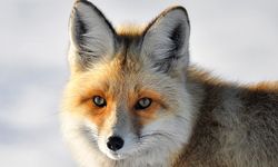 Van’da yaban hayvanlarının yerleşim yerlerine inmesi endişelendiriyor