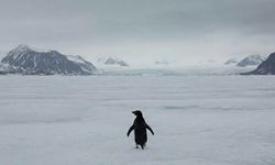Penguenler neden sürüden ayrılır? İşte gerçek yanıtı...