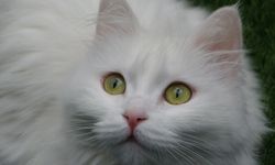 Van kedileri yılda üç kez bu dönemden geçiyor