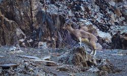 Hakkari'de sürü halinde beslenen yaban keçileri görüntülendi