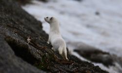 Van Gölü sahilinde görüldü: Ender görülen hayvanlardan!