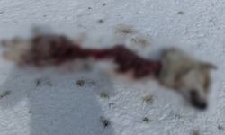 Van’da aç kalan kurtlar şehri merkezine inerek sokak köpeğini yedi