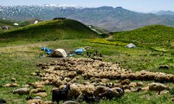 Van’daki yayla ve meralar dışarıdan kiralamaya kapatıldı!