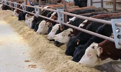 Van’da bu proje hayvancılığa yeni soluk getirecek: Her çiftçiye 15 büyükbaş hayvan!