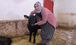 Van’da devlet desteğiyle besiciliğe başlayan kadın çiftçi 5 ayda hayvan sayısını ikiye katladı