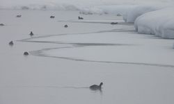 Van’da kuşların yeni mekânı: Kaz Gölü!