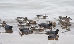 Van Gölü’ne yeni misafir!