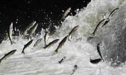 Van su krizini atlattı: Yağışlar, tarıma ve İnci Kefali göçüne yaradı!