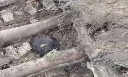 Van’da yağış felakete neden oldu: Ahır çöktü, 20 küçükbaş hayvan telef oldu!