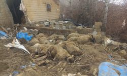 Van'da yağış faciası: Ahır çöktü, 23 küçükbaş hayvan telef oldu!