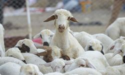 Hayvancılıkta yeni dönem: Devlet garantili 108 bin hayvan dağıtılacak!