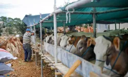 2026 kurbanlık fiyatları belli oldu: İşte küçükbaş ve büyükbaş ortalama fiyatları…