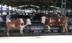 2026’nın ilk kurbanlık belli oldu! İşte ortalama fiyatlar…