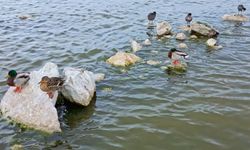 Van Gölü Havzası’na geri döndüler!