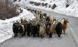 Van'da devlet desteğiyle küçükbaş hayvancılık artıyor!