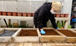 Seralarda üretilen çiçekler Van’ı renklendirecek