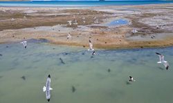 Nesli tehlike altındaydı: Gizemli misafir Van Gölü’nde ortaya çıktı!