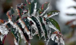 Zirai don geliyor: Meteoroloji tarih verdi!