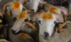 Kurban kesimleri yerlerinde yeni kurallar belli oldu!