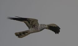 Nadir görülen türler ilk kez Van’da: Görenler gözlerine inanamıyor!