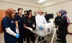 Van ve İran Kedileri arasındaki "genetik sır" ortaya çıktı!