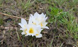 Van’da baharın ilk renkleri o ilçede görüldü!