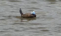 Dünyanın gözü bu kuşta: Van’a geri döndü!