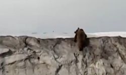 Van’da dev ayı şehir merkezine indi: İşte o korku dolu anlar!