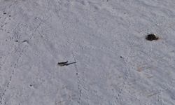 Van'da kurnaz tilkinin ‘ustalık’ gösterisi! İşte o anlar…