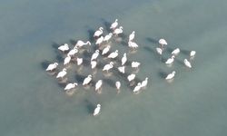 Van’da baharın en güzel habercileri geri geldi, görsel şölen başladı!